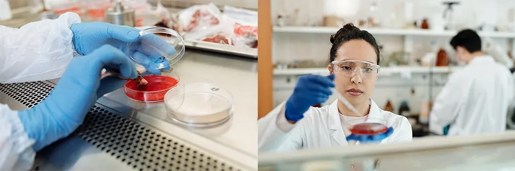 application of sterile petri dish 90mm